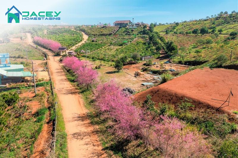 Măng Đen Mùa Hoa Anh Đào: Điểm Đến 