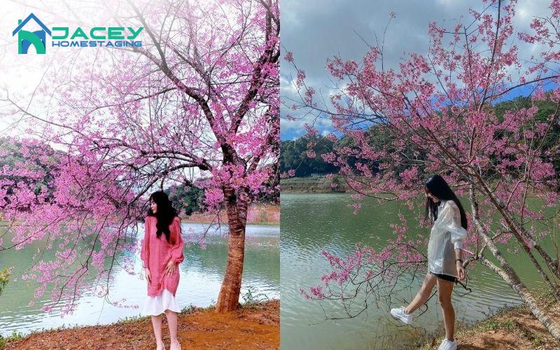 Măng Đen Mùa Hoa Anh Đào: Trải Nghiệm Tây Nguyên Đầy Thơ Mộng