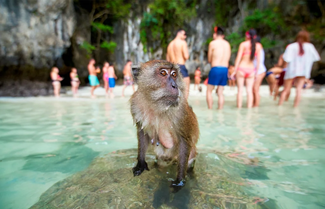 Bãi biển Monkey Beach Koh Phi Phi Thái Lan với cát trắng, nước trong xanh và vách đá hùng vĩ